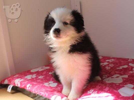 Πώληση σκυλιά και κουτάβια Border Collie